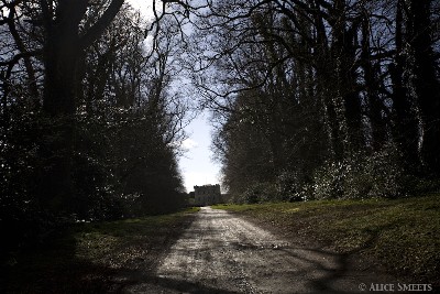 Yew Driveway