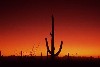 Desert at Night