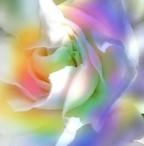 Rainbow Gardenia