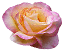 Peace Rose